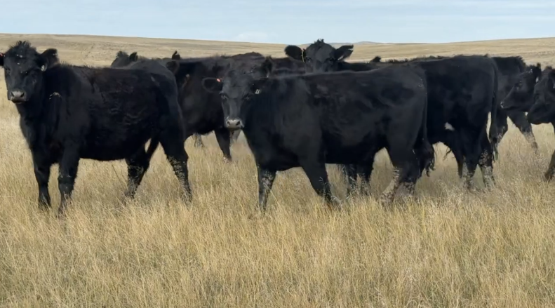 Home Raised – April, May calvers – Ranch ready!- BH1031C5